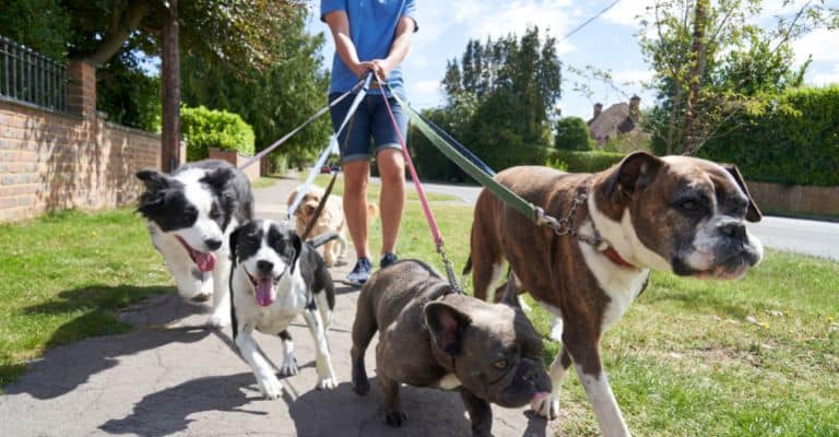 Dog walking in groups